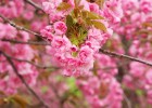 胎儿胎心小，原因、意义及应对措施